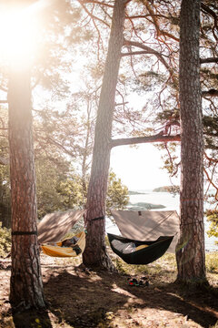 Empty hammocks hanging from tree trunks at forest on sunny day