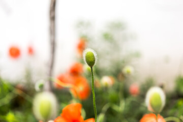 Hairy poppy bud close up, poppy flowers in the field