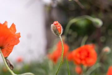 red poppy in the field. Poppy bud in the garden. Closeup of a poppy