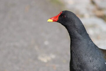 close up of a bird