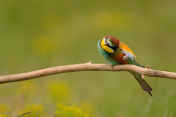 European bee-eater - merops apiaster the colorful exotic bird