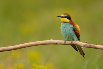 European bee-eater - merops apiaster the colorful exotic bird