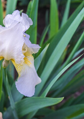 Close up of a white and yellow flower in the morning. iris flower in the garden. Selective focus. Copy space