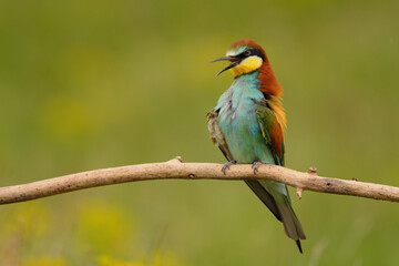 European bee-eater - merops apiaster the colorful exotic bird