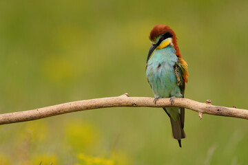European bee-eater - merops apiaster the colorful exotic bird