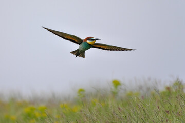 European bee-eater - merops apiaster the colorful exotic bird