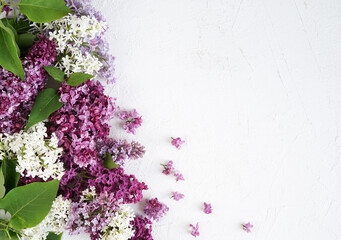 branches of fluffy, lilac, blue and white lilac on the left side on a white background