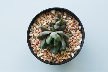 Top view Small plant in pot succulents or cactus isolated on white background.