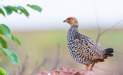 Painted Francolin