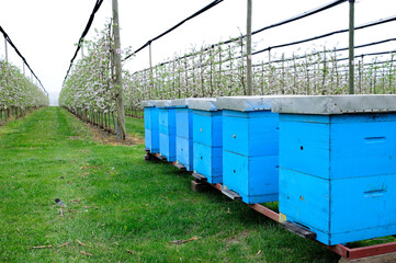 Beehives during pollination of apple orchard