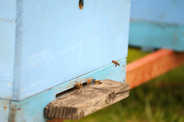 Bees enter their hives in an apple orchard