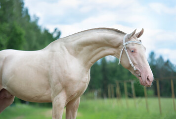 portrait of beautiful creamello purebred akhalteke young stallion posing near paddock. Russia