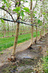 Irrigation equipment system in an apple orchard