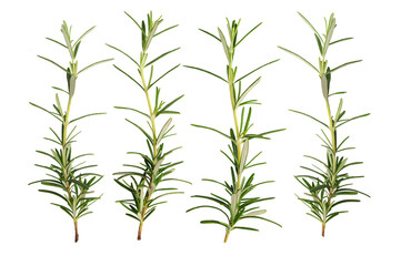 Rosemary isolated on a white background