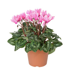 Mini Cyclamen rose en pot	
