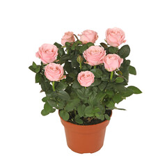 Mini rosier rose en pot sur fond blanc