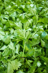 Cut celery seedlings leaves, selective focus.