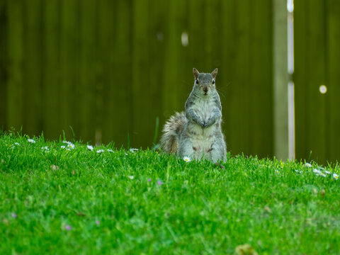 Grey Squirrel