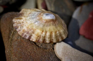 Mollusk and pebbles 