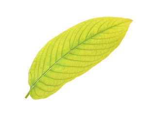  Mitragyna speciosa Korth isolated on white background.