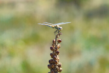 dragonfly on a flower