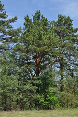 Large pine trees against the blue sky. Spring sunny day in the forest.