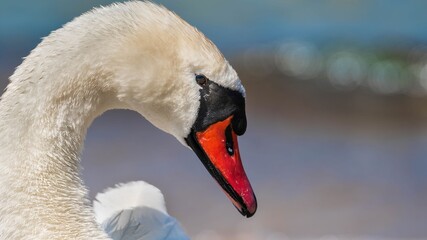 Łabędź nad brzegiem morza o zachodzie słońca © Michal45