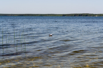 A paper boat floats on the Akakul lake of the Chelyabinsk region