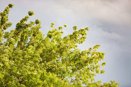 Branches of American maple trees with unripe seeds in a strong wind. Selective focus.