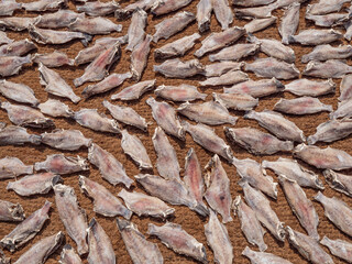 Close up of dried fish