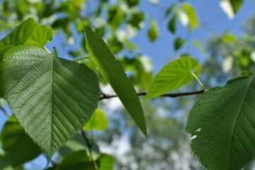 Fototapeta premium Close-up of a green leaf of a linden tree on a blurred background. Background, bokeh, texture, design.