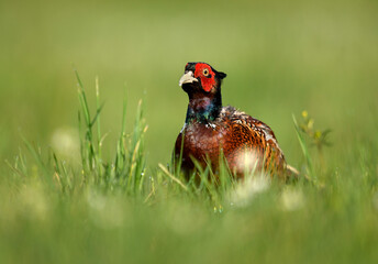Ringneck Pheasant ( Phasianus colchicus ) male
