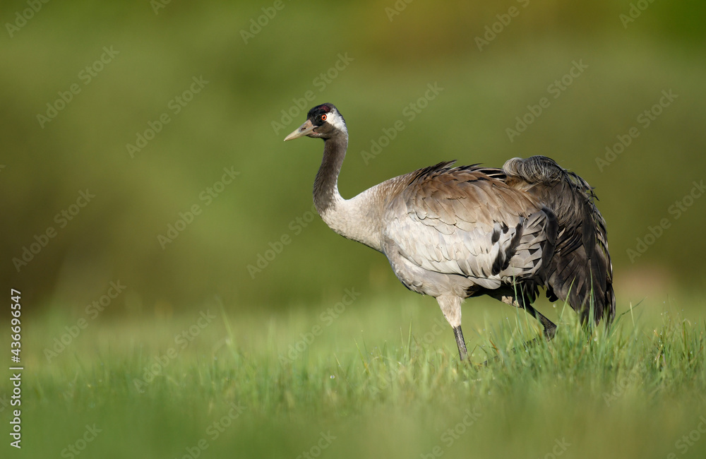 Canvas Prints common crane bird close up ( grus grus )