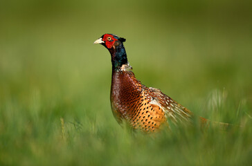 Ringneck Pheasant ( Phasianus colchicus ) male