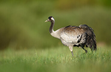 Common crane bird close up ( Grus grus )