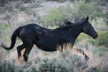 Wild Mustang Horses in Colorado