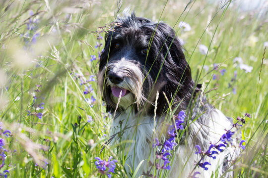 Schapendoes-PON Mix in a wildflower meadow