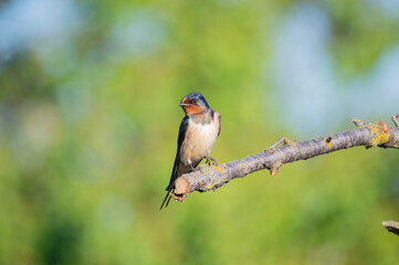 Swallow on a a branch