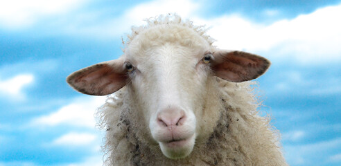 close up photography of the head of a sheep