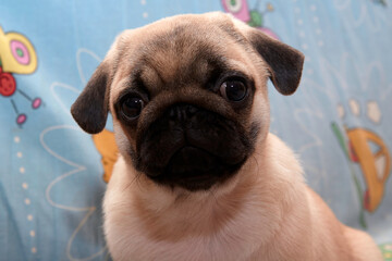 A puppy of a pug dog named Cupcake.