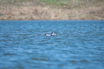 Two beautiful seagulls swim in the sea near the shore.