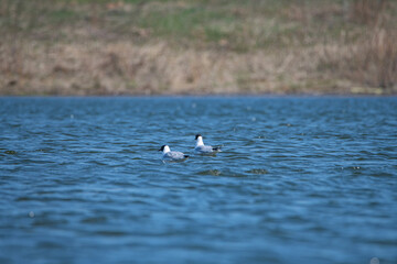 Two beautiful seagulls swim in the sea near the shore.