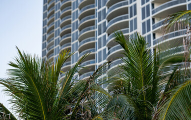 Fototapeta na wymiar Palm trees and highrise towers in Miami Beach