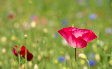 Colourful wild flowers, including poppies and cornflowers, on a roadside verge in Ickenham, West London UK. The Borough of Hillingdon has been planting wild flowers next to roads to support wildlife.