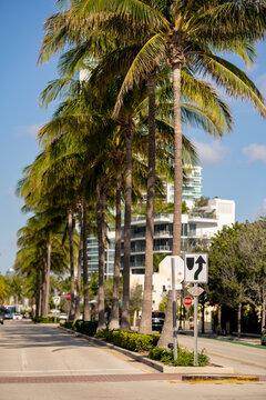 Street in Miami Beach with palm trees
