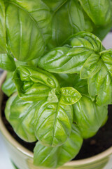 Liście bazylii w doniczce. 31.05.2021 17:30