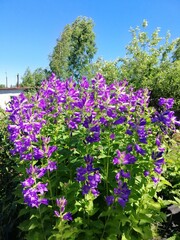 Naklejka premium a huge bush of tall purple bluebell flowers in the garden on a summer sunny day . floral wallpaper background
