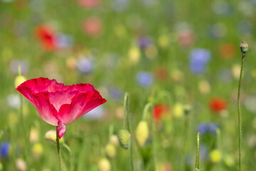 Obraz premium Colourful wild flowers, including poppies and cornflowers, on a roadside verge in Eastcote, West London UK. The Borough of Hillingdon has been planting wild flowers next to roads to support wildlife.