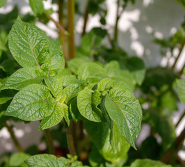 Liście ziemniaka.  31.05.2021 17:30 © Michał S