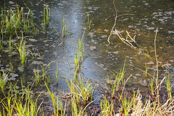 Waldspaziergang am Irschenberg: An einem Fischweiher